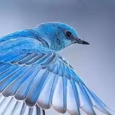 Phantom Bird